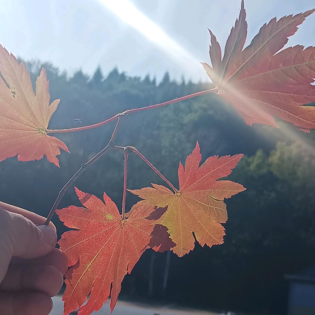 赵泽林健康体质管理