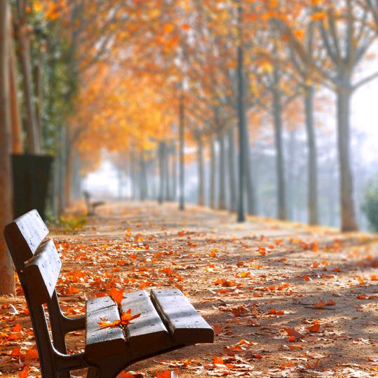 竹林里的天马行空