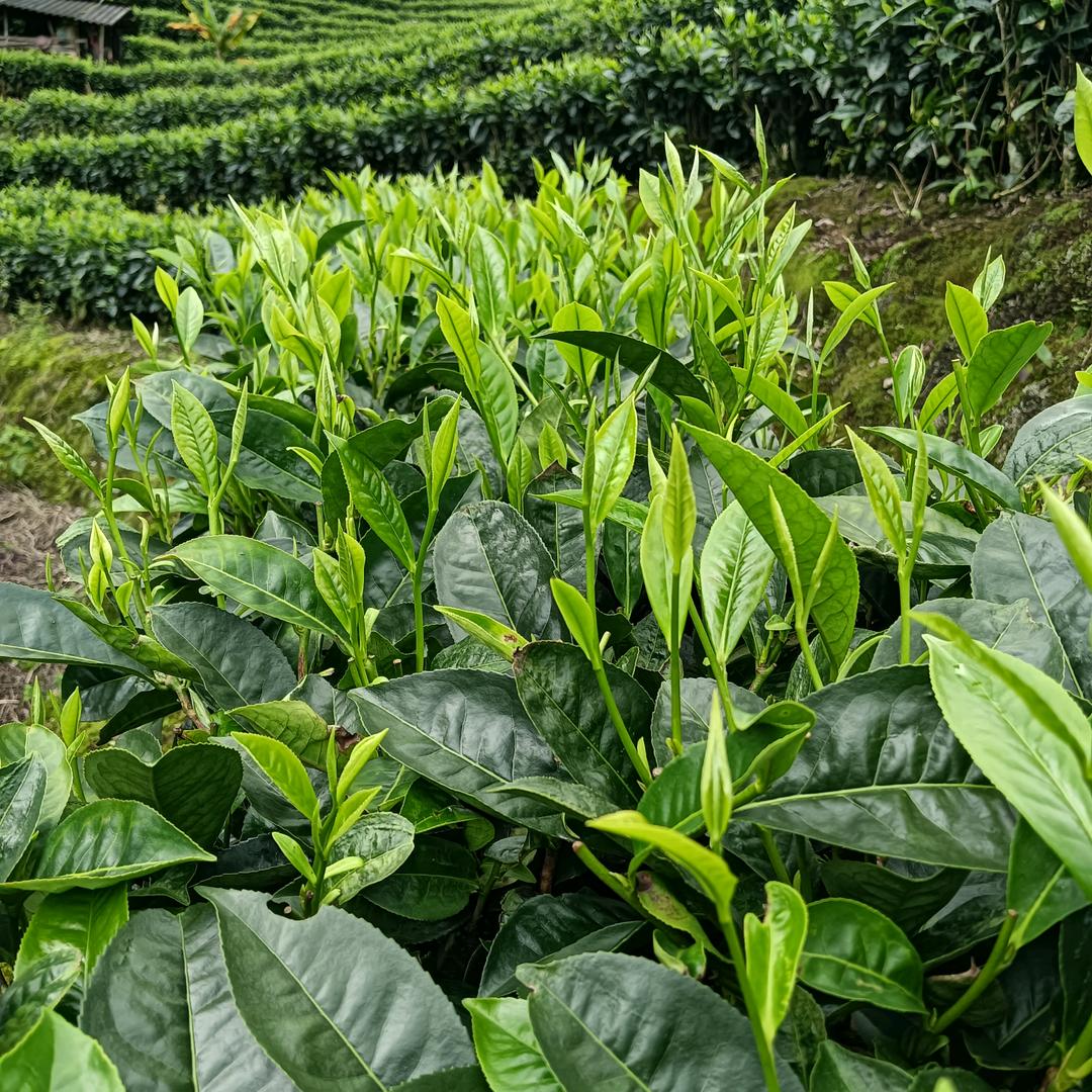 ɞ͜͡浊酒🍺敬晚风༉ᩚ
