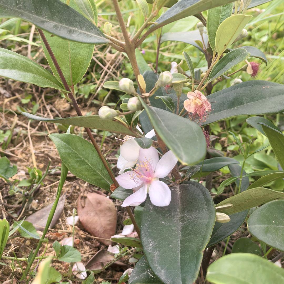 泪水打湿猪脚饭