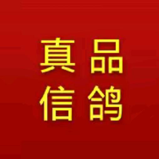 辽宁真品信鸽