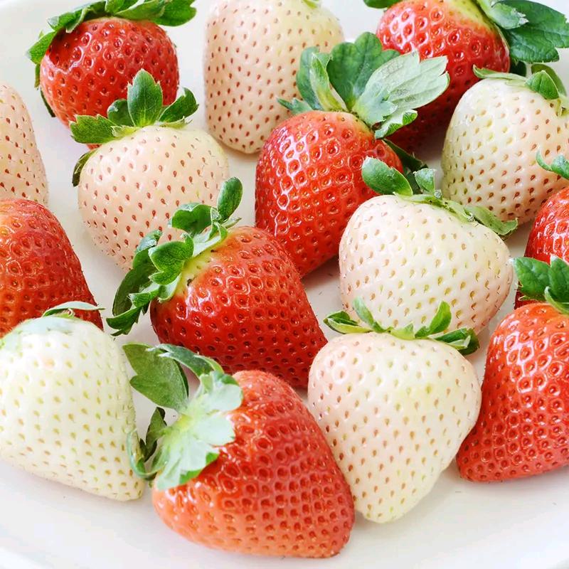 🍓洋洋草莓园🍓