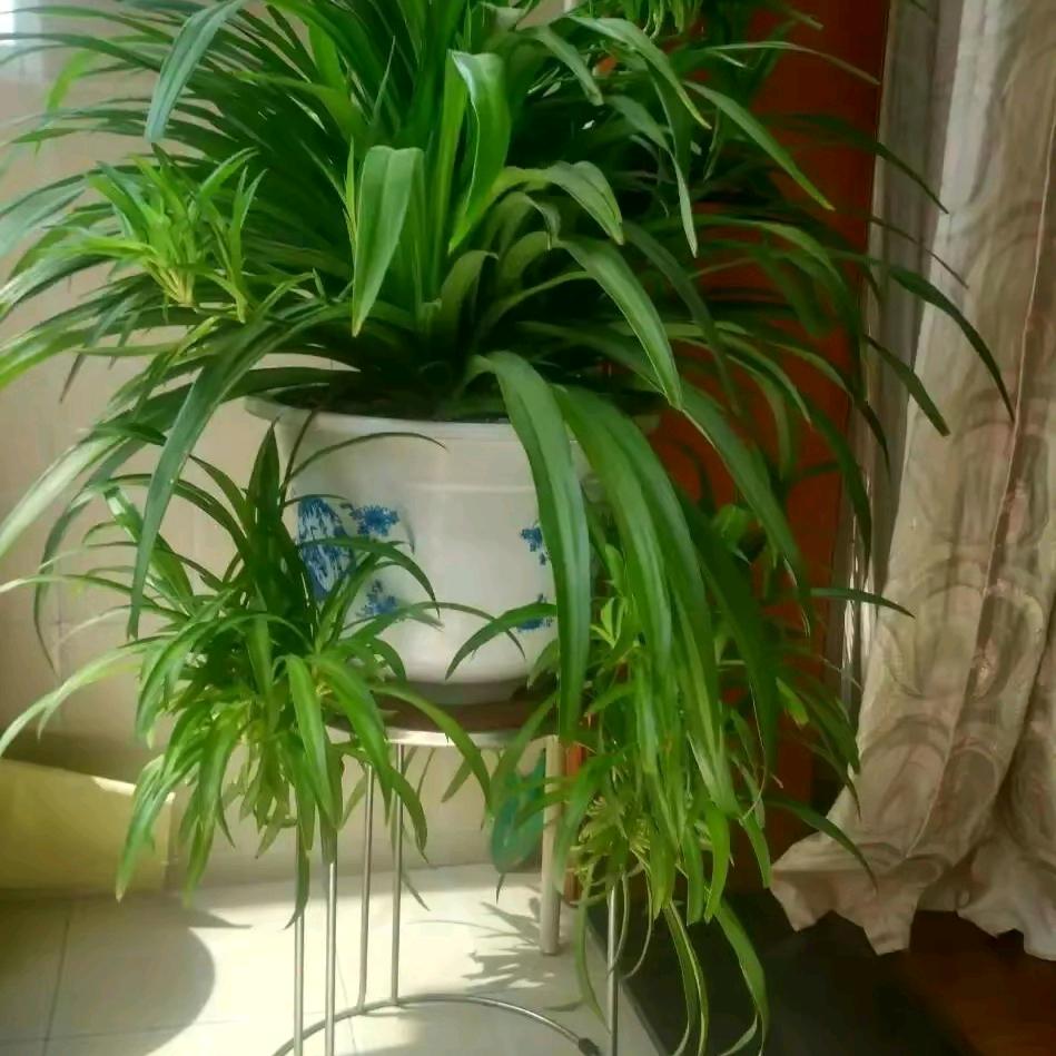 桅子🌸开头像