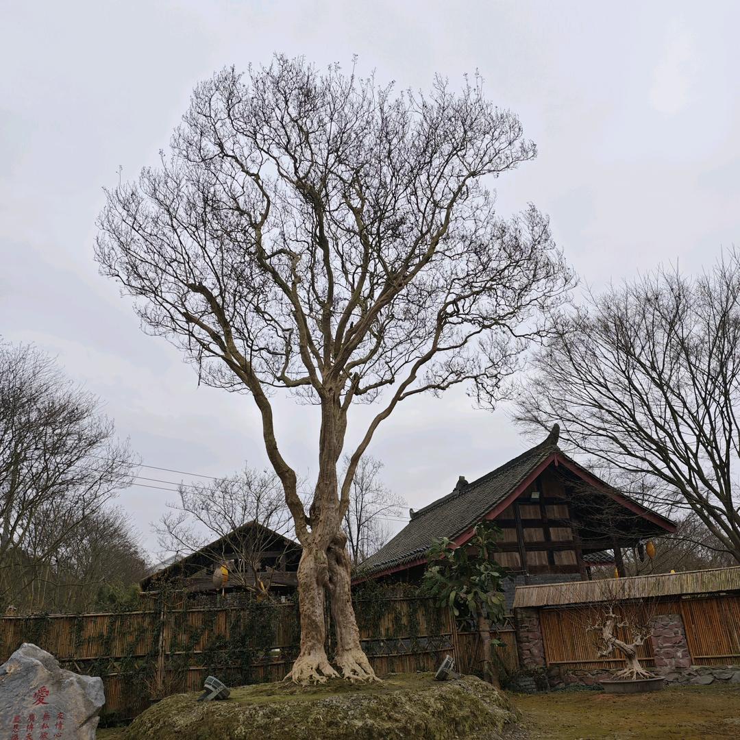 🌟️💙牛九九