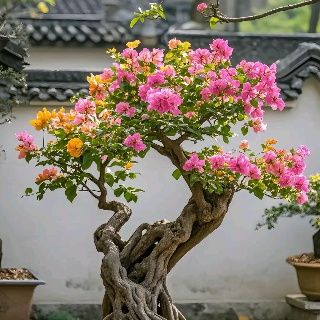 桔梗
