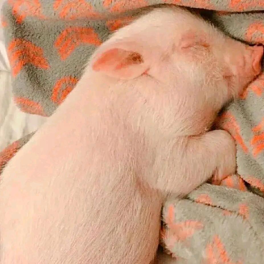 被鲨鱼吃掉的人