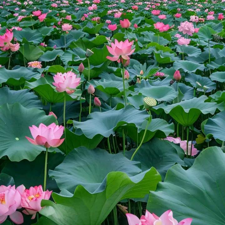 曲中