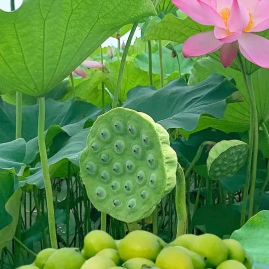 翰水源