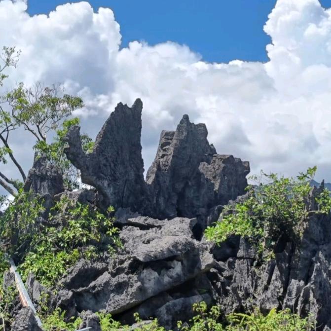 仙安石林野生态槟榔