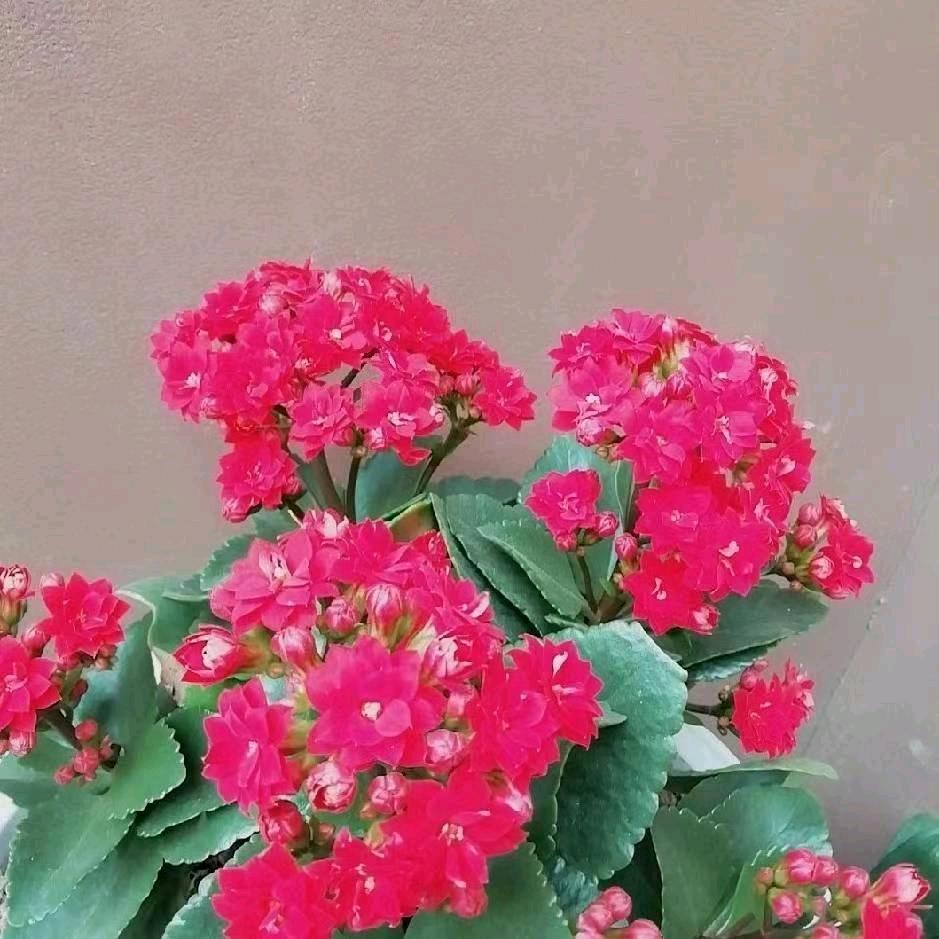 春孱绢柔