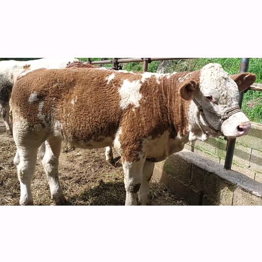 兔街耕牧联创种养殖