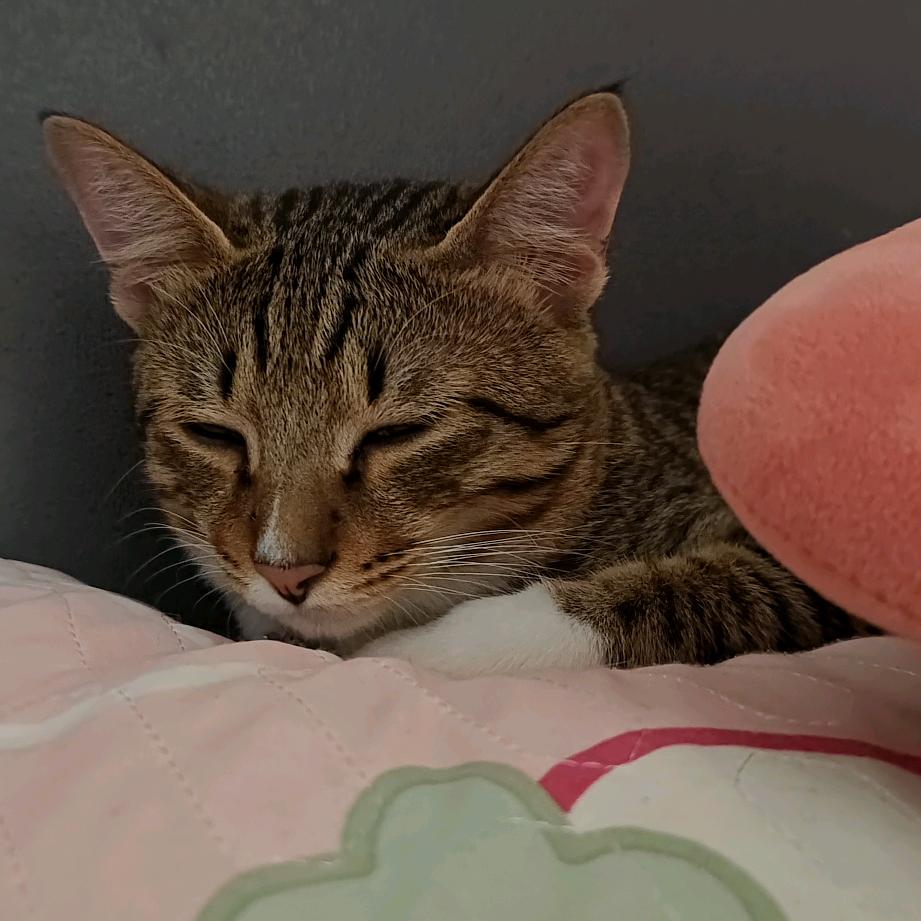 伍梦真