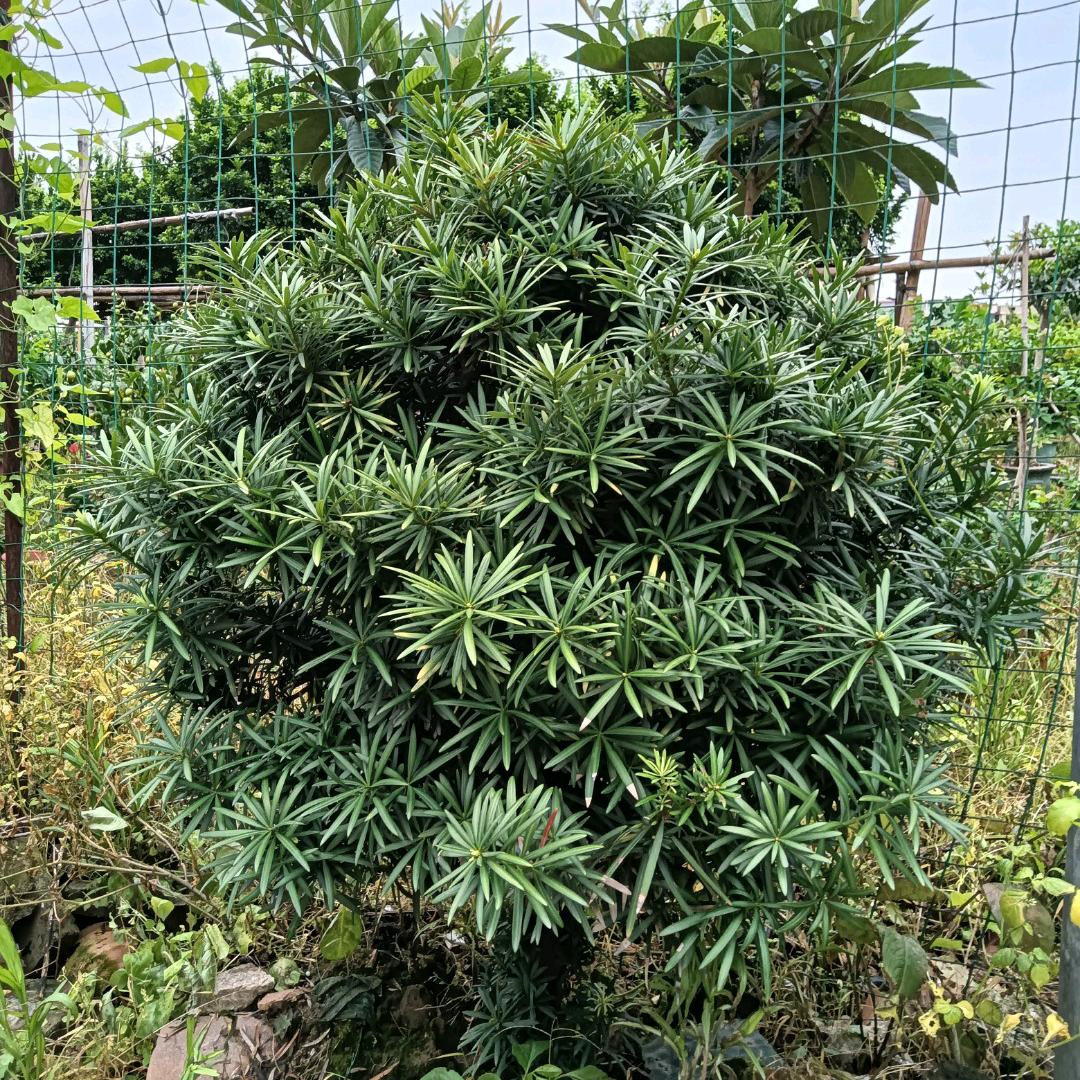 又生辉
