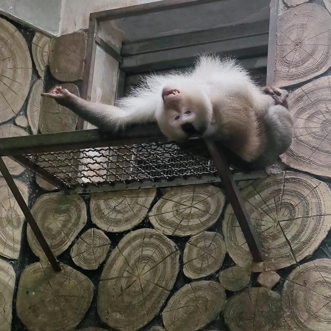 Q傻大鹅🦢