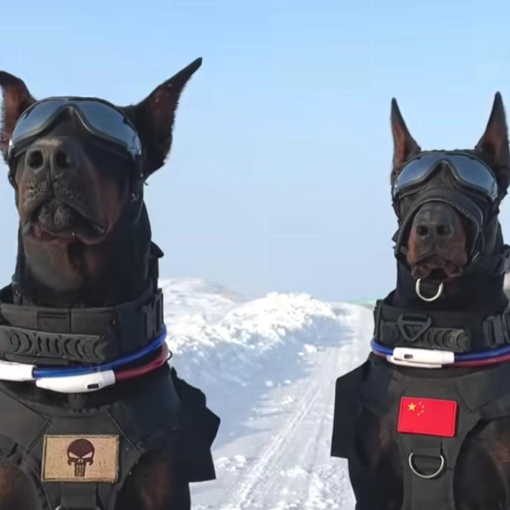 资中，萌犬基地🐶🐶🐶