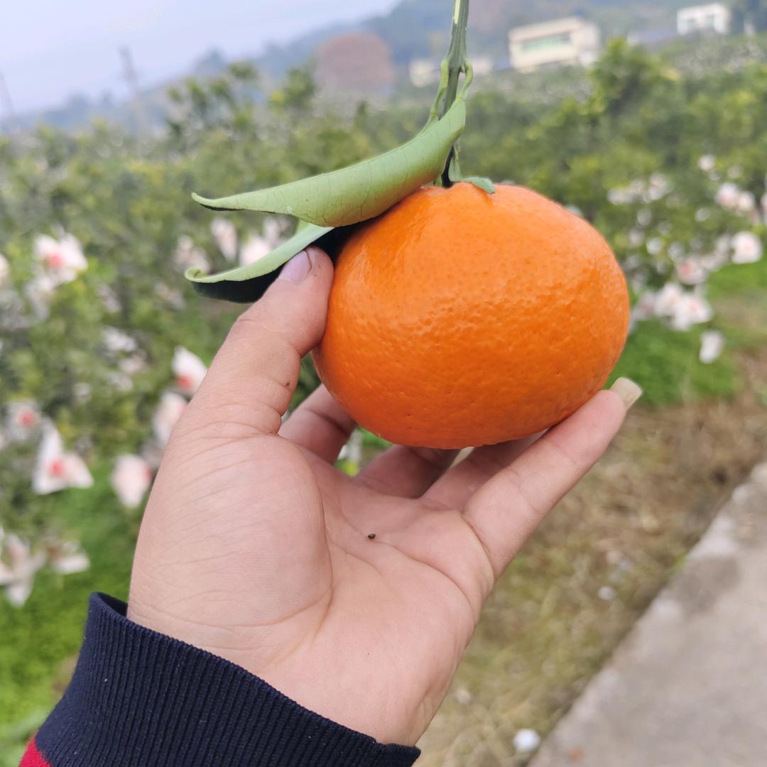 小邓水果供应链