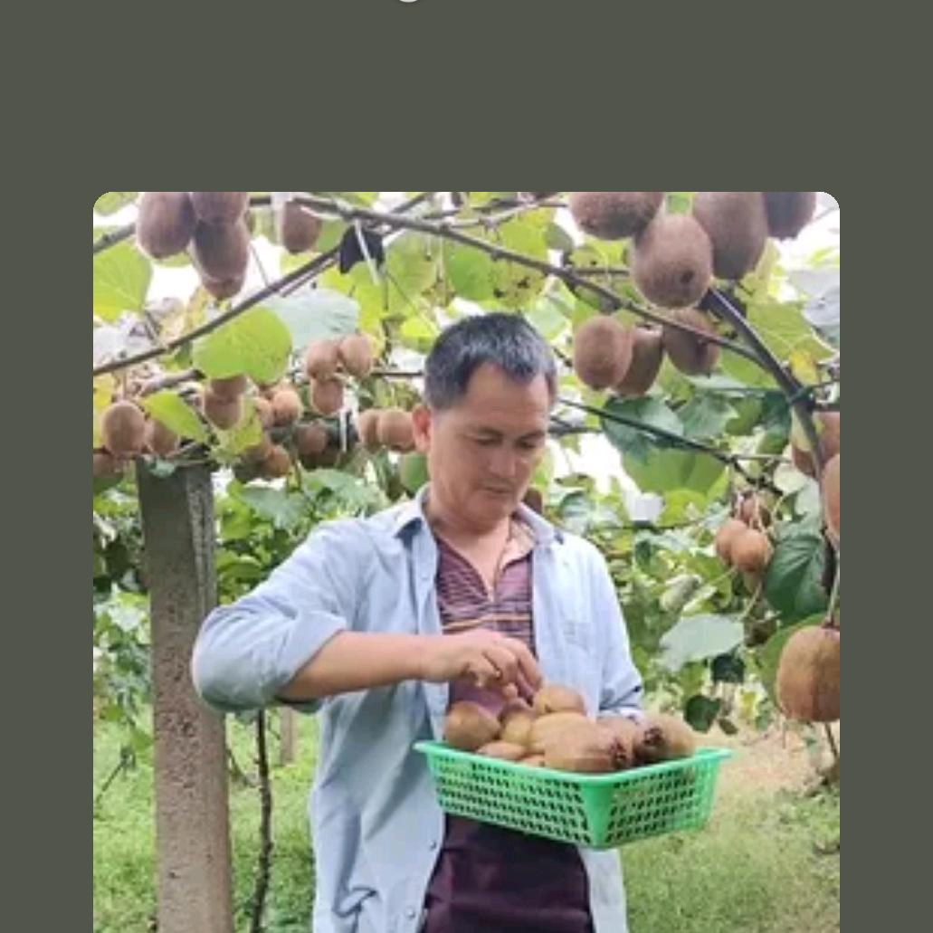 种桃哥