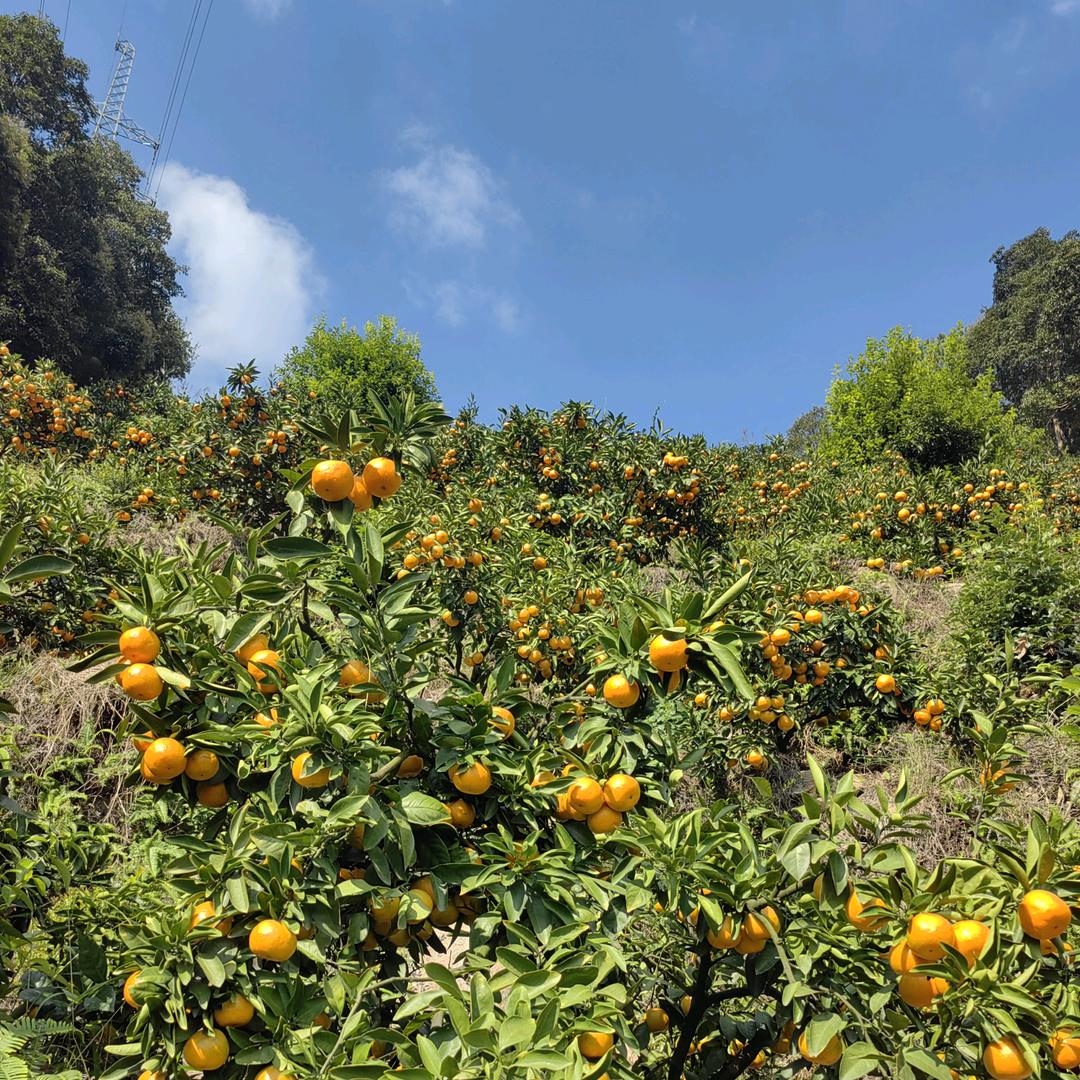 临海市涌泉镇平岩山高山蜜桔.阿利