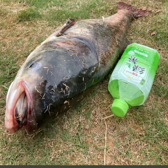 lure余阳签约钓手（鲢鳙版）