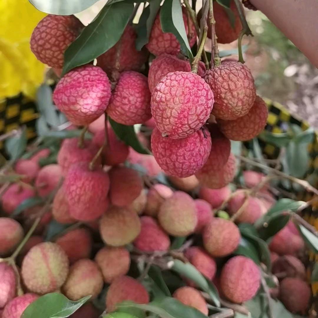 灵山果之恋