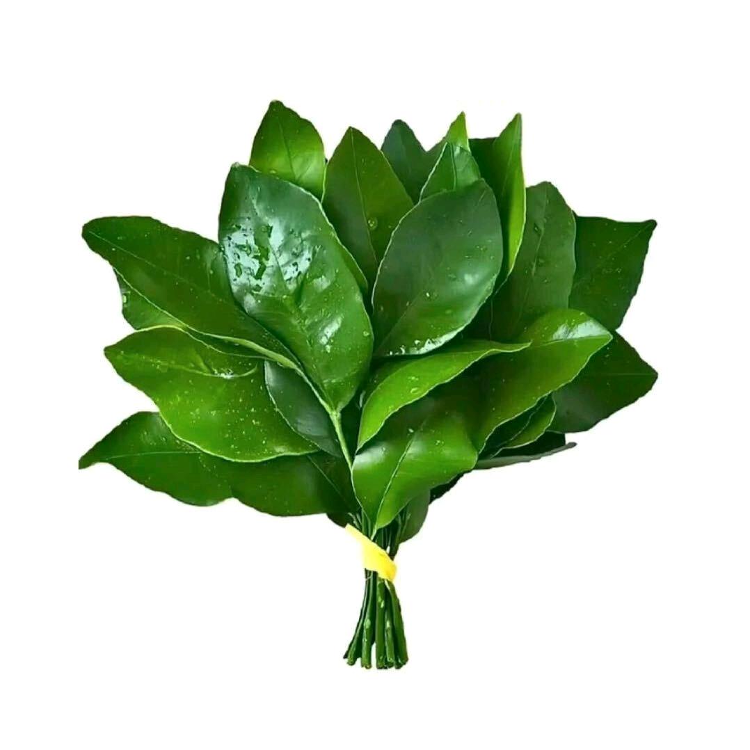 ✨好运小绿叶✨