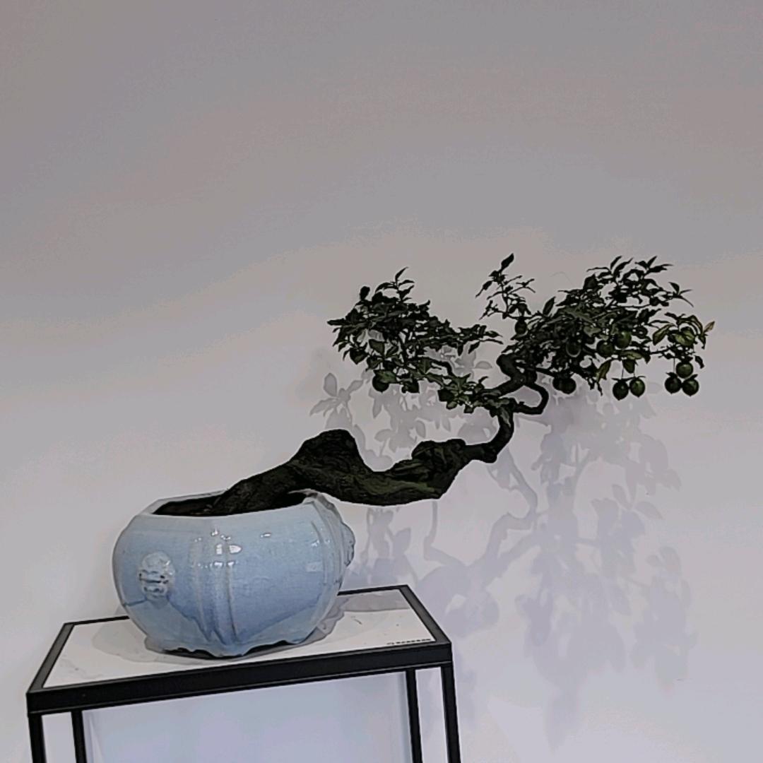 盆景的小伙伴～