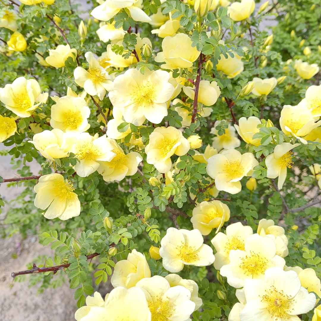 洋