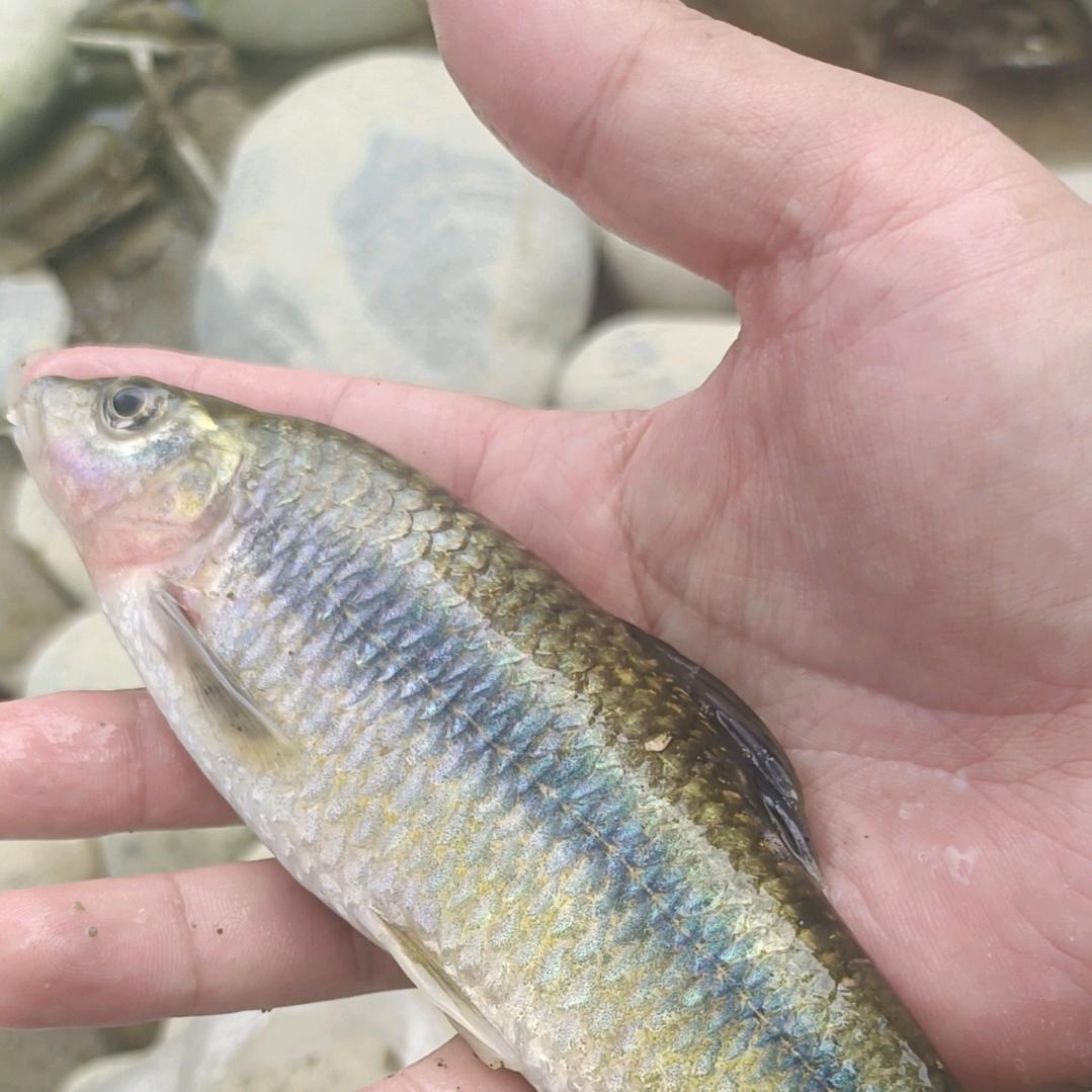 溪流T0级别