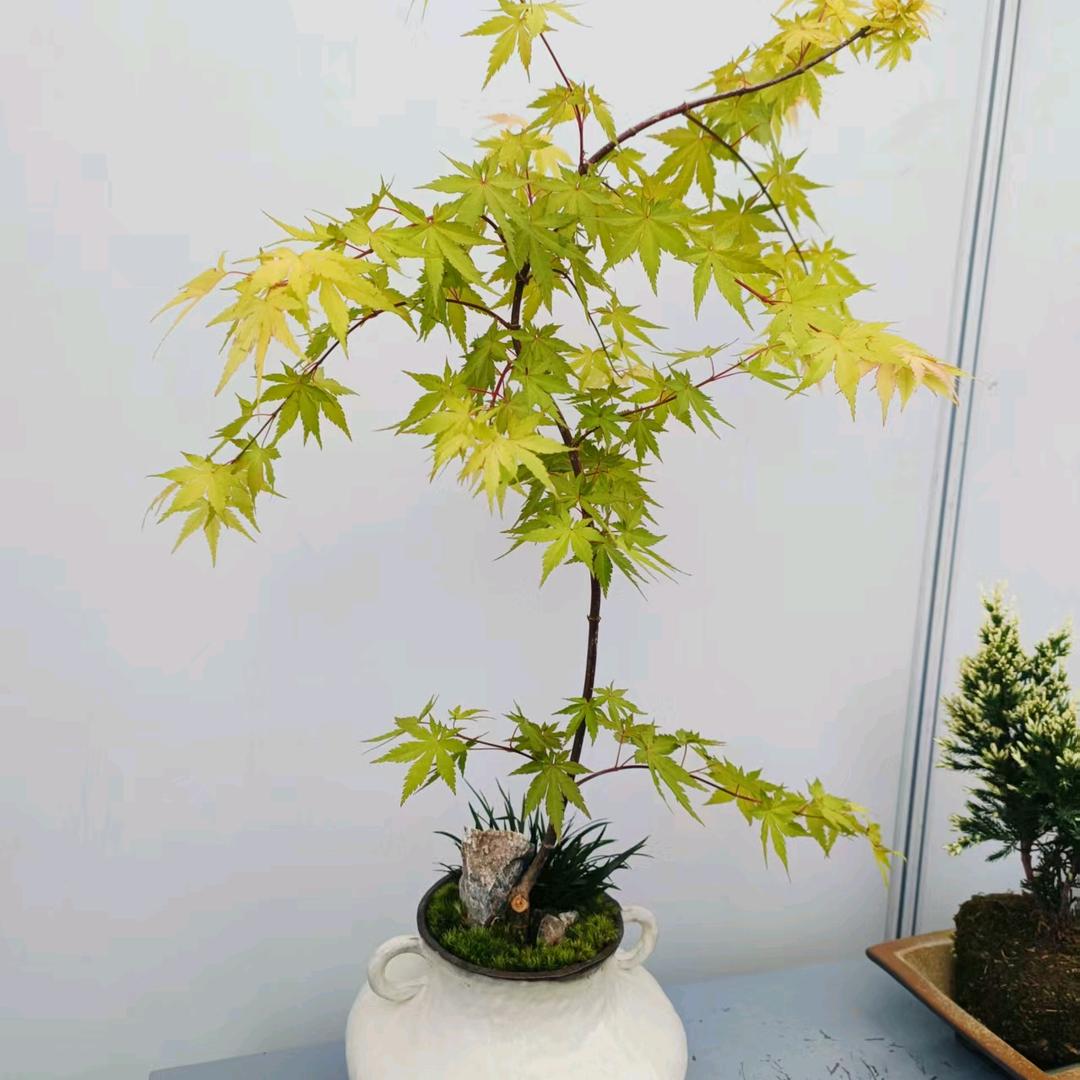 幸福加快乐
