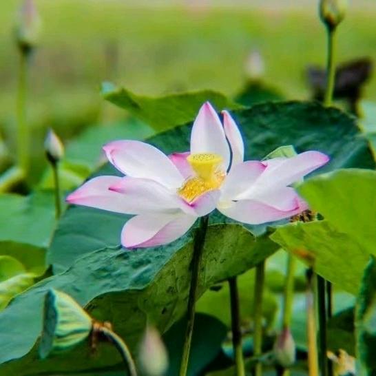 北龙湖豪宅推荐