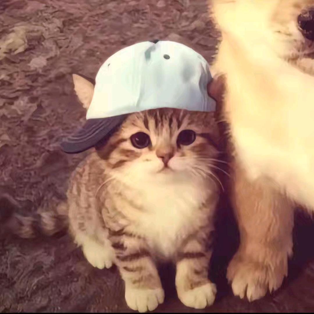 不吃猪肝