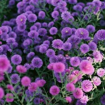 芦荟花