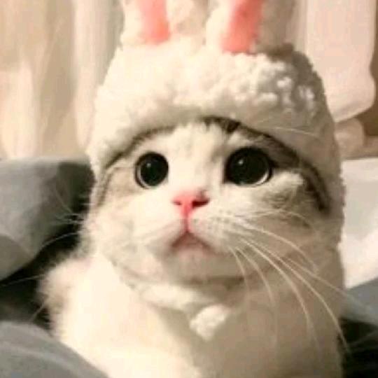 🐱可爱猫¹⁰²⁴