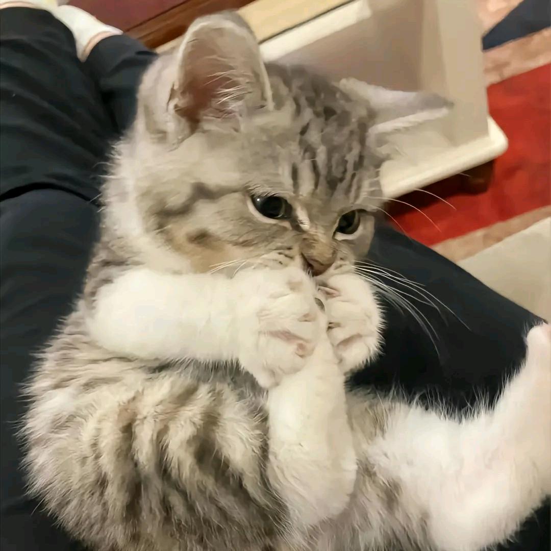 疯猫