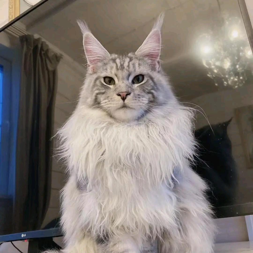 静姐家的缅因猫