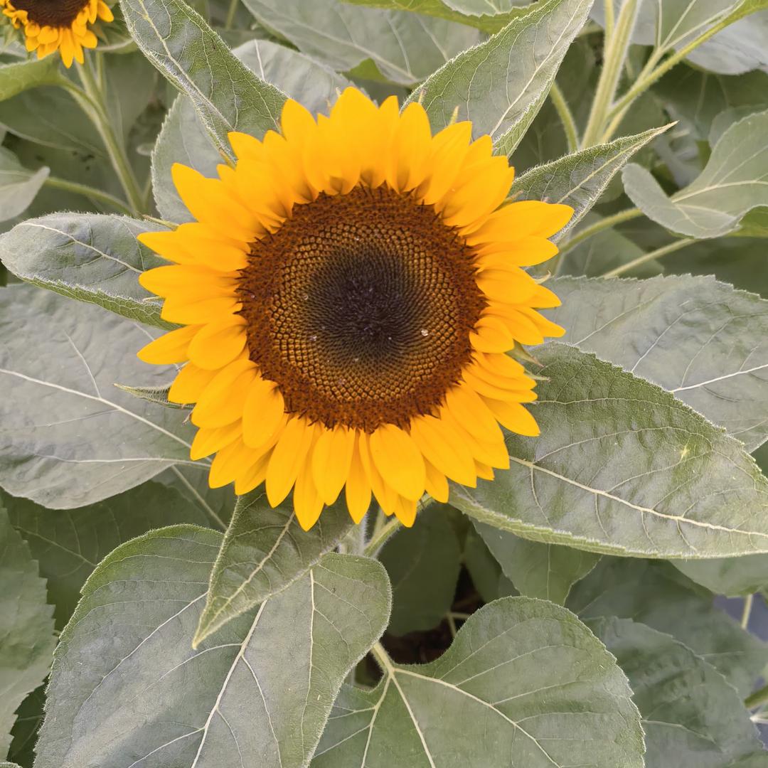 向日葵，向上成长