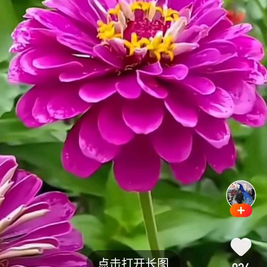 黄哥