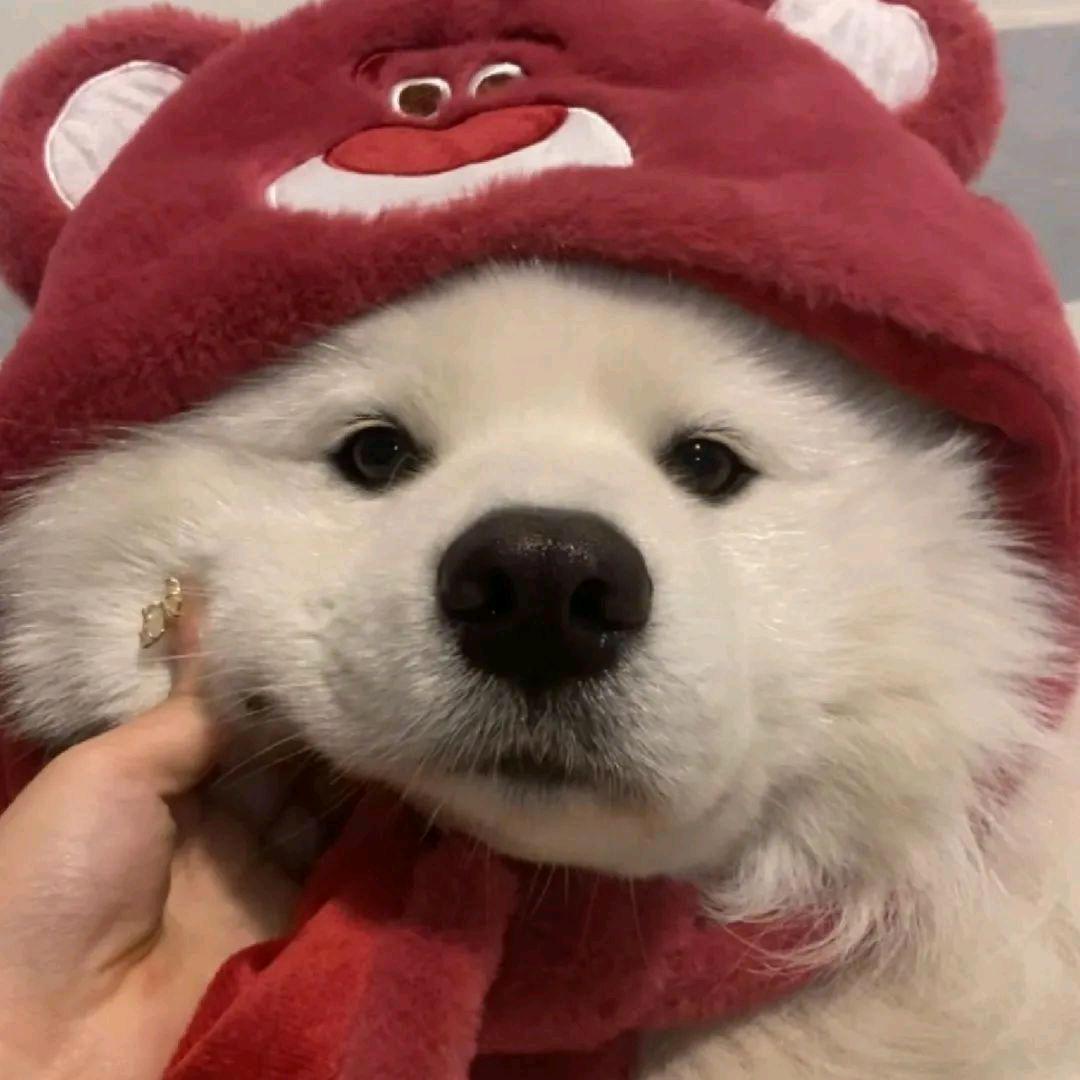 麻辣狗子头