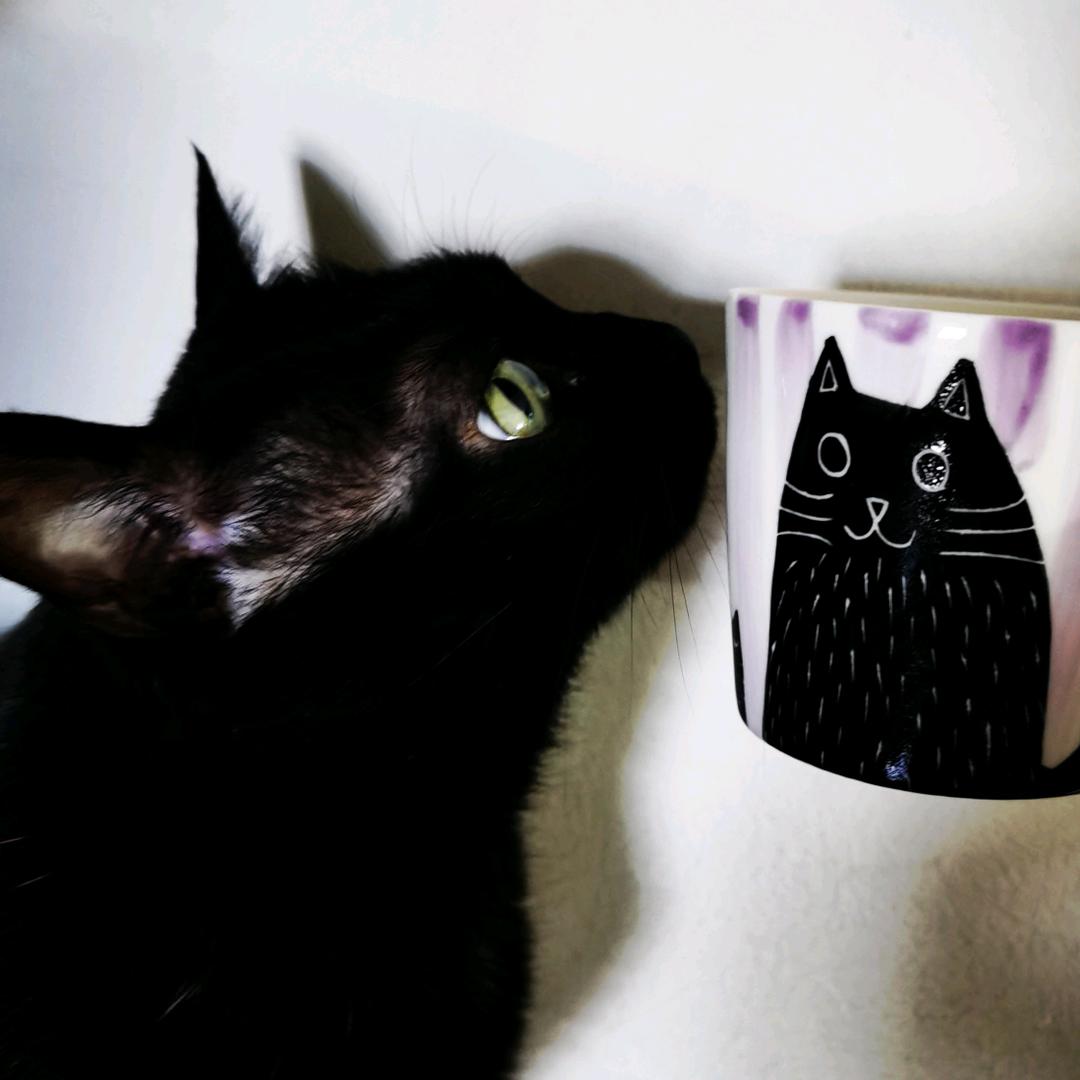 黑嘿🐱