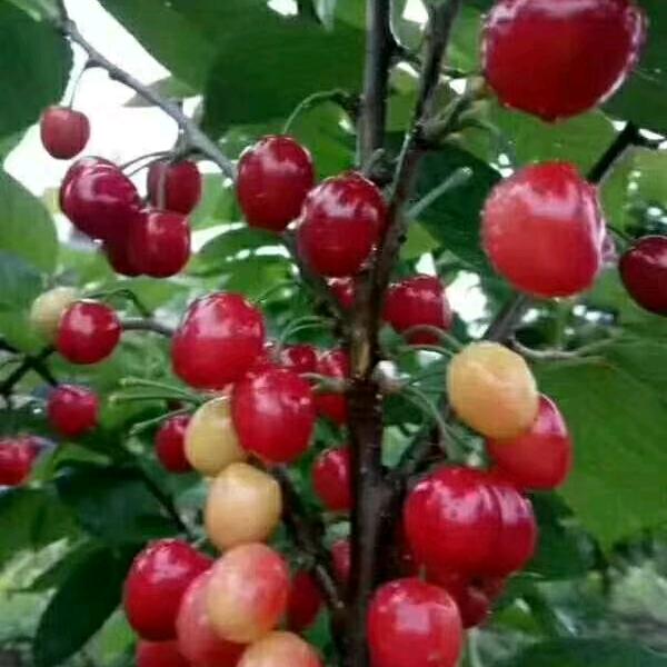 山卡卡农村姑娘