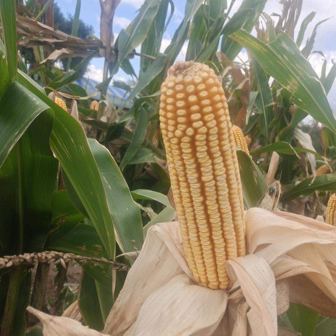 三道河子 手工花制作