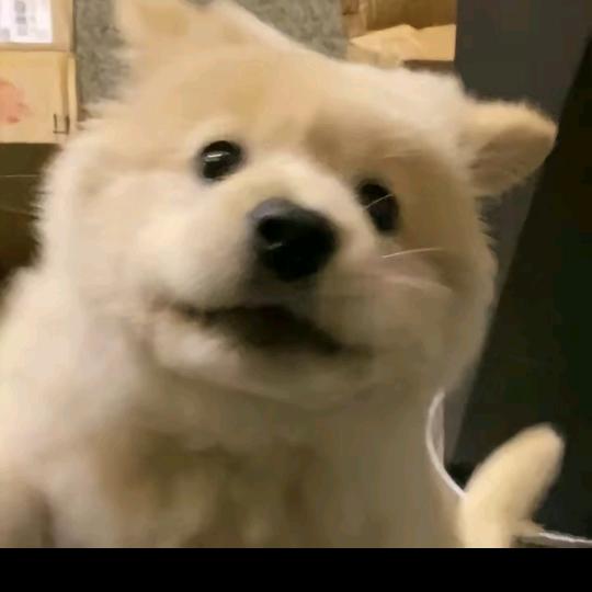 捣蛋鬼