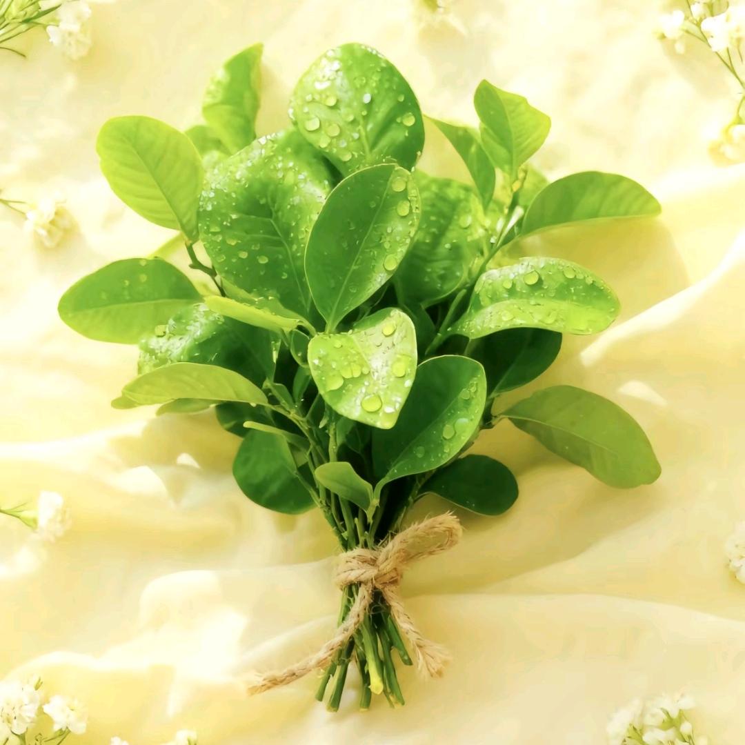 🍀ღ你好明天⁵²⁰