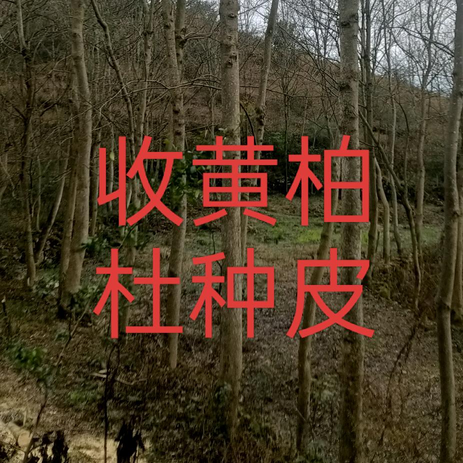 收购杜仲皮黄柏皮