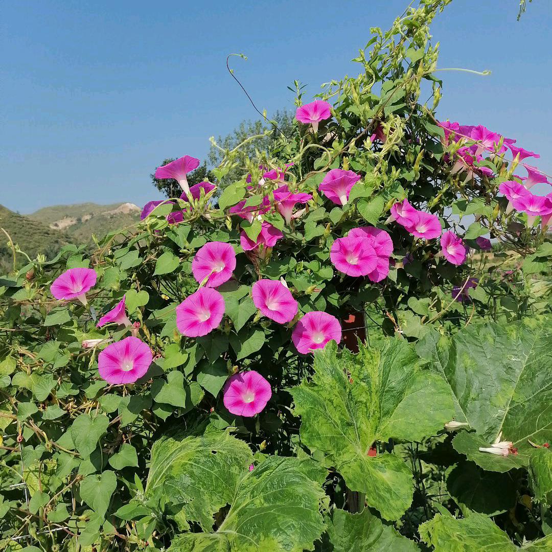 💞এ᭄༊霞ღꦿ࿐🐍