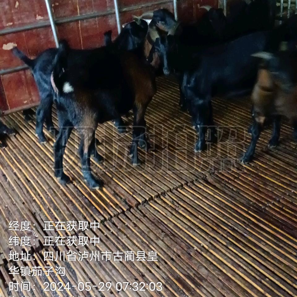 羊帮主杰哥