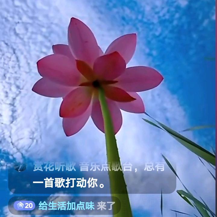 给生活加点味