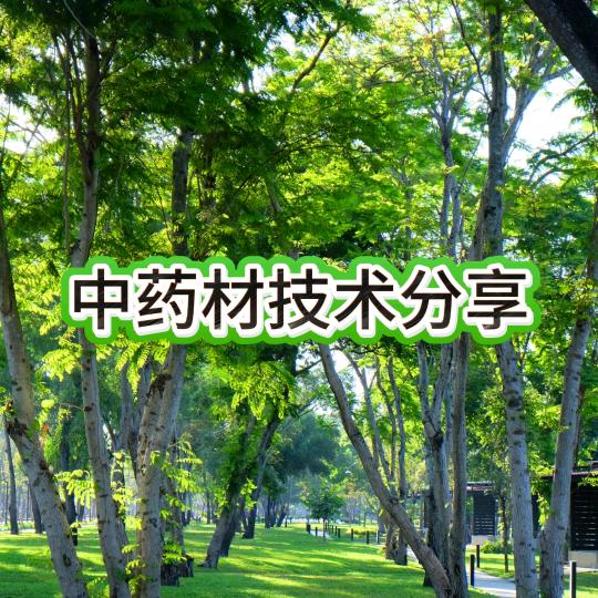中药才种植燕燕