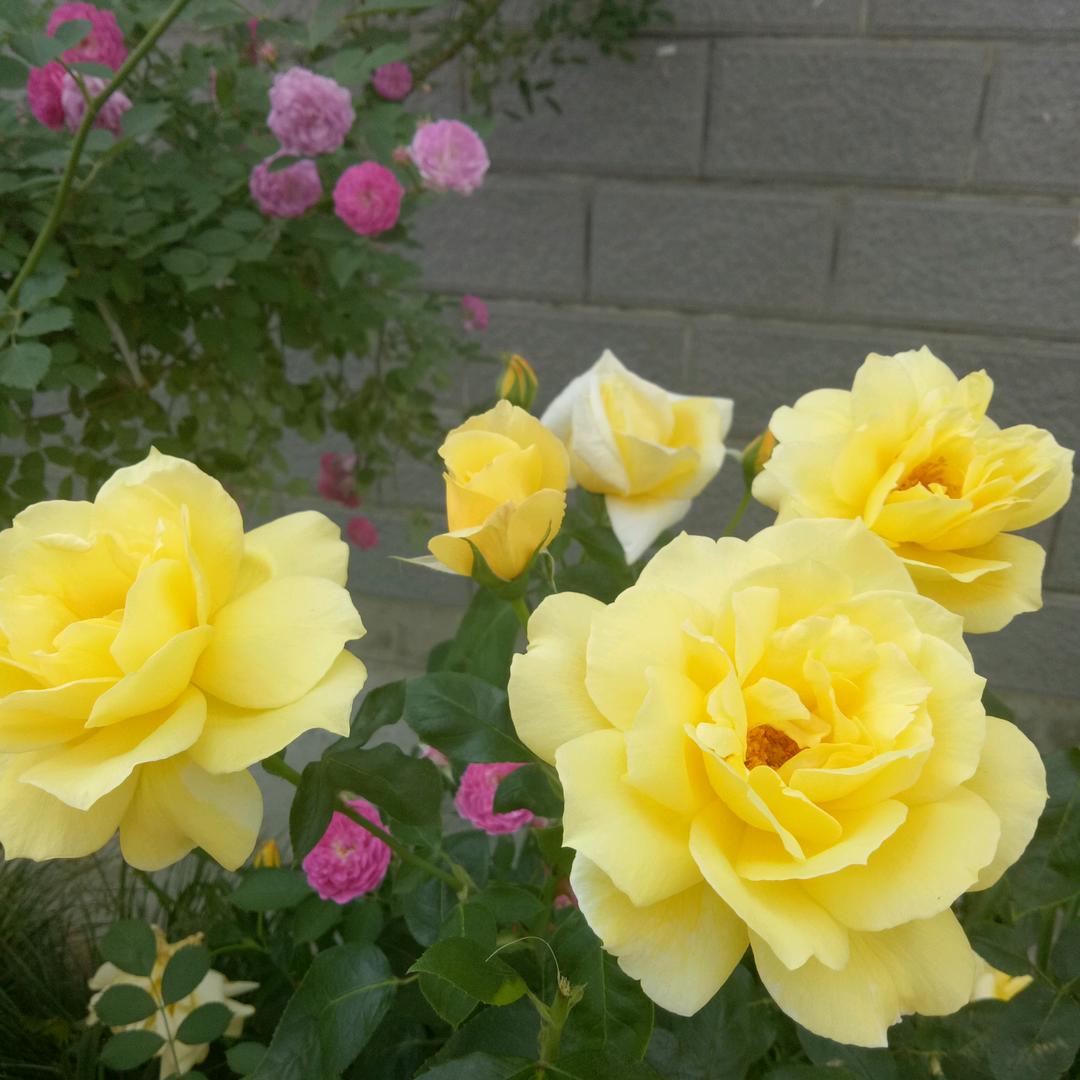 手机用户52732010131