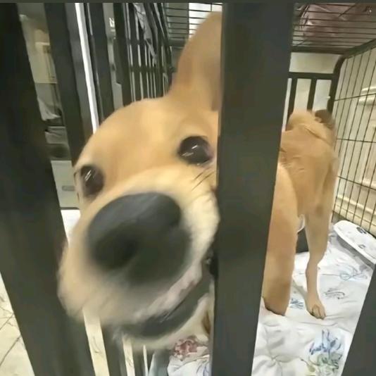 俞鸿